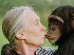 &nbsp;Jane Goodall, la mujer que vivió más de 40 años con monos salvajes