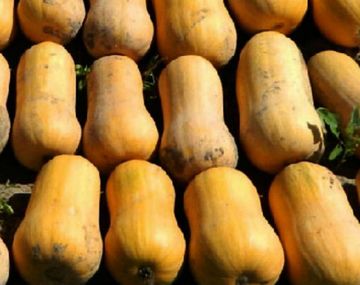 Quisieron robar 900 kilos de zapallos: contrataron un flete y los detuvieron