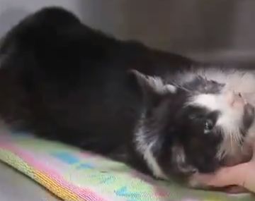 Conocé la historia del gato zombie