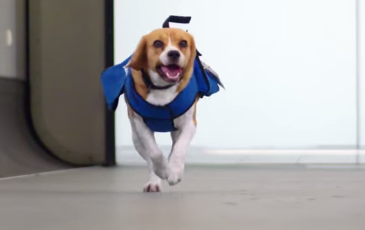 Un perro es el mejor empleado