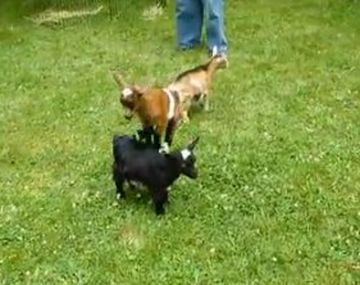 La cabra bebé que soñaba con ser una acróbata