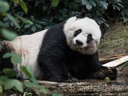 A los 38 años, murió Jia Jia, el oso panda en cautiverio más viejo del mundo A los 38 años, murió Jia Jia, el oso panda en cautiverio más viejo del mundo