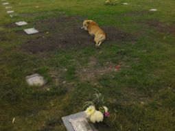 conmovedor imagen: un perro se acuesta sobre la tumba de su dueno conmovedor imagen: un perro se acuesta sobre la tumba de su dueno