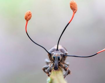 Foto:&nbsp;Frank Deschandol