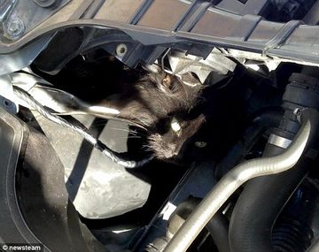 Una gata sobrevive dos semanas atrapada bajo el capó del auto
