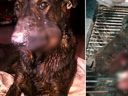 desalmados: explotaron un petardo en la boca de un perro callejero desalmados: explotaron un petardo en la boca de un perro callejero