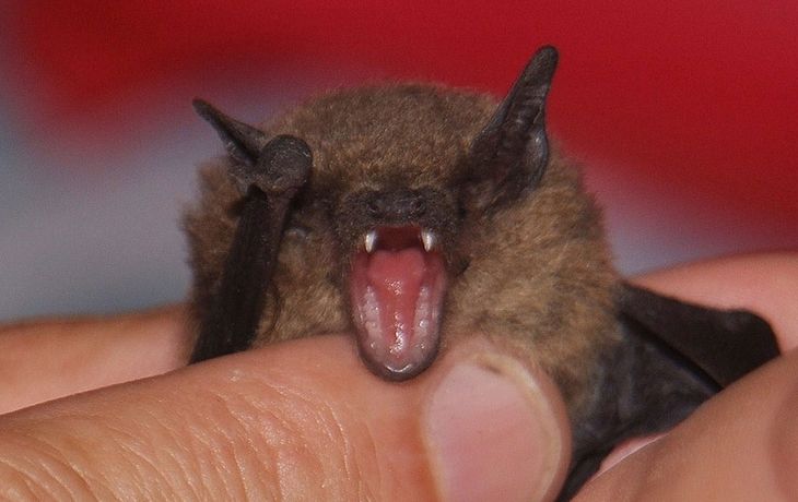 Murciélagos en peligro