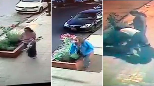 Ni las plantas se salvan: Así le robaron lo que tenía en un cantero