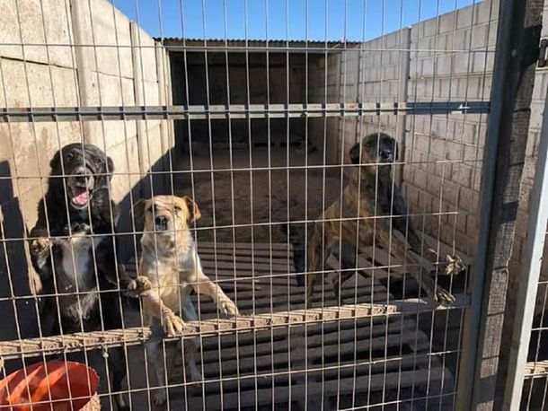 Perros alojados en Chivilcotas - Crédito: Chivilcotas