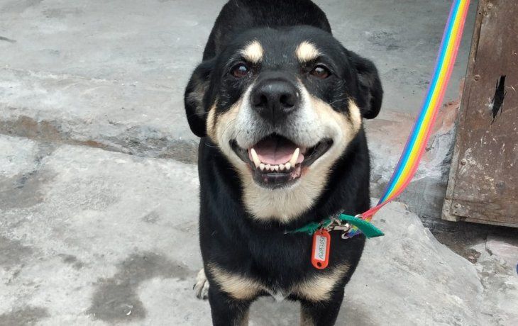 Su dueño murió y el perro lo fue a buscar a la funeraria
