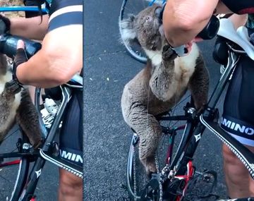 VIDEO: Un koala frenó a un ciclista y le tomó su agua en plena ola de calor en Australia