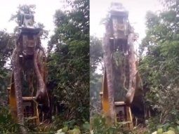 brasil: encontraron una anaconda de casi media tonelada brasil: encontraron una anaconda de casi media tonelada