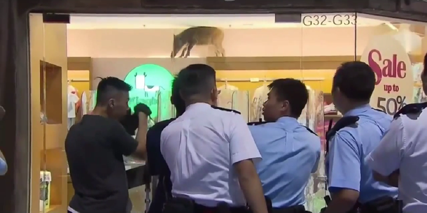 Un jabalí se metió en un shopping e hizo destrozos