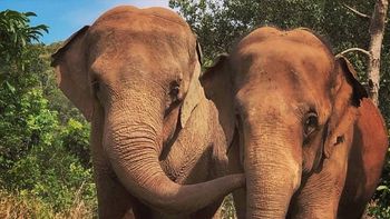 a un mes de su liberacion, como es la nueva vida de la elefanta mara a un mes de su liberacion, como es la nueva vida de la elefanta mara