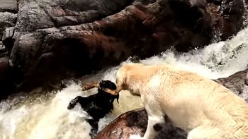 Un perro salvó a otro de que se lo llevara el río Un perro salvó a otro de que se lo llevara el río