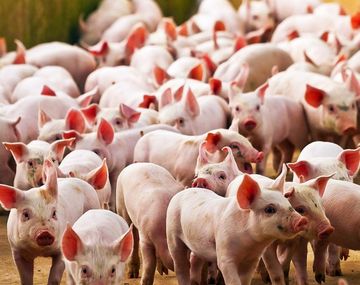 Revelaron que un coronavirus porcino puede replicarse en humanos