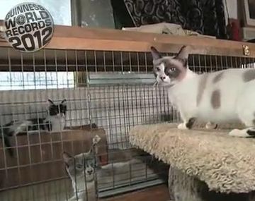 Gati corti