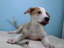 Anthony, el primer perro clonado del país (Foto gentileza Clarín) Anthony, el primer perro clonado del país (Foto gentileza Clarín)