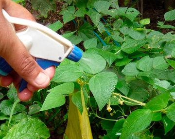 El truco viral que enseña cómo hacer un insecticida casero y de forma sencilla