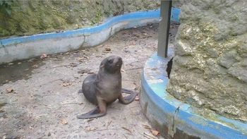 encontro un lobo marino en la costa y lo llevo en remis al zoologico encontro un lobo marino en la costa y lo llevo en remis al zoologico