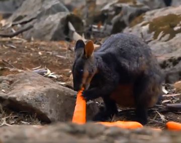 Lanzan toneladas de verduras para alimentar a los animales afectados por los incendios