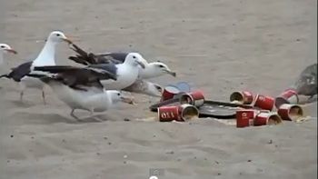 una travesura con gaviotas que provoco un atentado ambiental una travesura con gaviotas que provoco un atentado ambiental