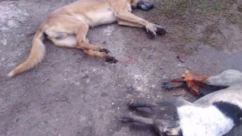 Al menos seis perros fueron envenenados en una localidad platense Al menos seis perros fueron envenenados en una localidad platense