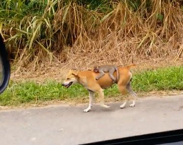 Pura ternura: una perra adoptó a un monito huérfano y se hizo viral