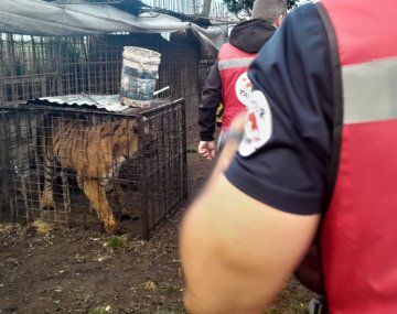 Rescatan a dos tigres de bengala en Balcarce