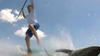 un paddleboarder se defendio de un tiburon que lo tumbo de su tabla un paddleboarder se defendio de un tiburon que lo tumbo de su tabla