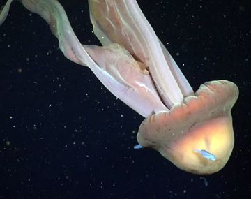 Solo alrededor de 130 registros de Stygiomedusa gigantea existen a nivel mundial desde 1910 (Schmidt Ocean Institute).