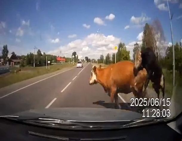 Una vaca tenía sexo, se subió a la ruta y la atropelló un auto