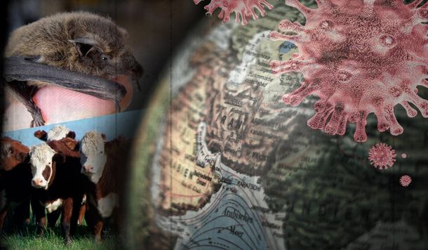 Coronavirus, alimentación y animales: ¿es posible una nutrición antiespecista?