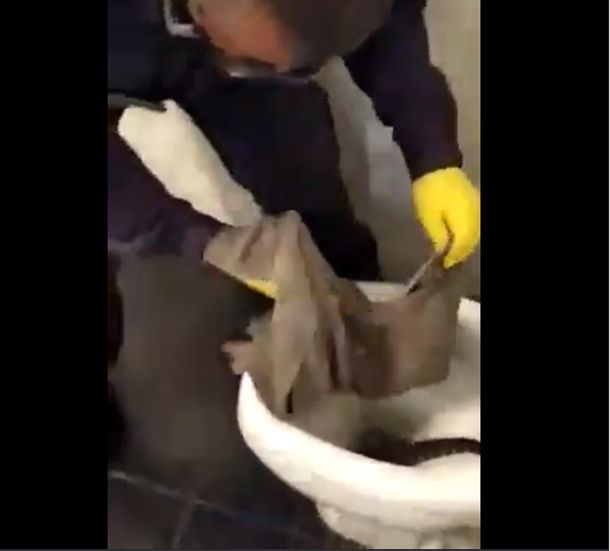 Susto en La Plata: encontró un lagarto overo en el inodoro