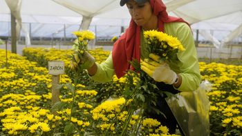 boom de flores colombianas para san valentin boom de flores colombianas para san valentin