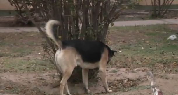 Indignante: buscan a un hombre que mata perros con salchichas llenas de clavos