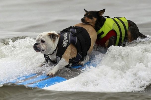 Perritos surfistas 4
