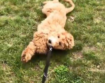 Lo sacó a pasear, pero estaba cansado y tuvo que arrastrarlo