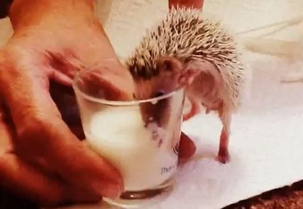 Cuidados intensivos para un erizo recién nacido