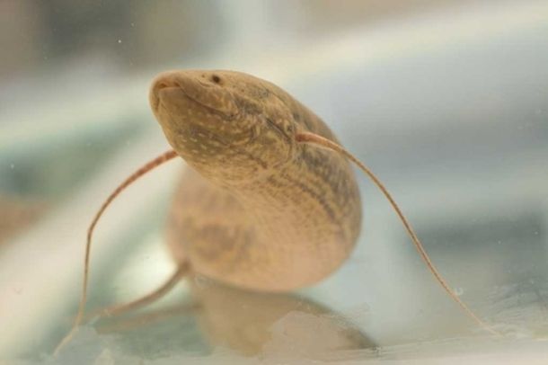 Lungfish