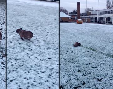 VIDEO: Mirá la tierna reacción de este bulldog francés al conocer la nieve
