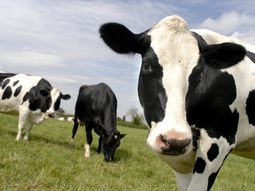 las vacas podran enviar sms a los granjeros las vacas podran enviar sms a los granjeros