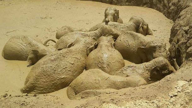 Los elefantes estaban atrapados en el cráter de una bomba