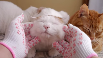 el placentero masaje que recibe este gato el placentero masaje que recibe este gato