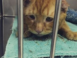 El gato Ben Ben. El gato Ben Ben.