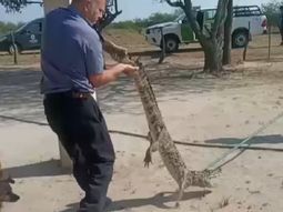 Alumno sorpresa en Corrientes: un yacaré sorprendió a todos asistiendo al primer día de clases