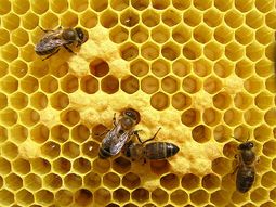 murio al tratar de masturbarse con un panal de abejas murio al tratar de masturbarse con un panal de abejas