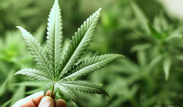 Más personas logran autorización para ingresar aceite de cannabis medicinal