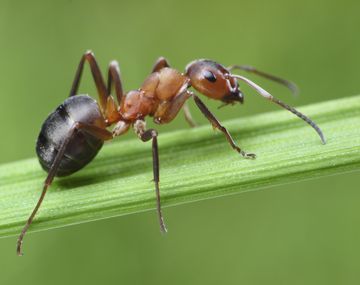 La verdadera cara de una hormiga a través de un microscópico electrónico&nbsp;