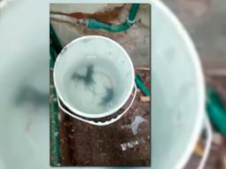 denuncian que un restaurante esta invadido por ratas y sigue en funcionamiento denuncian que un restaurante esta invadido por ratas y sigue en funcionamiento